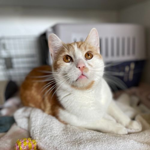 Weasly- Meet me at Petstock Kingsford!