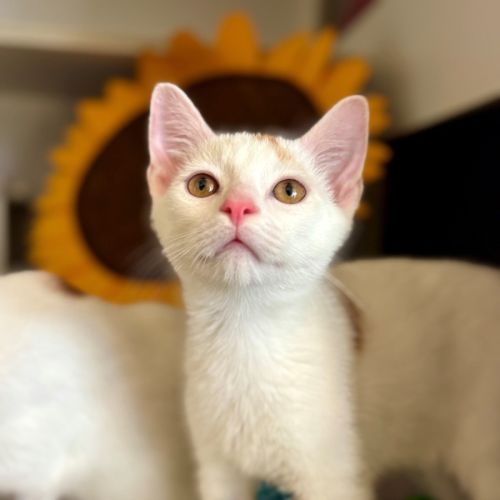 Felony *Meet me at PetStock Milperra*