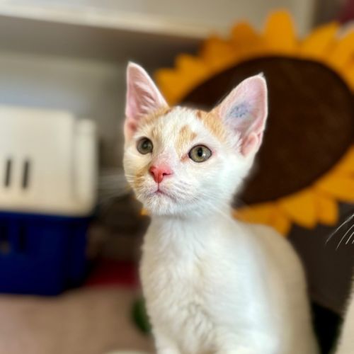 Fugitive *Meet me at Petstock Milperra*