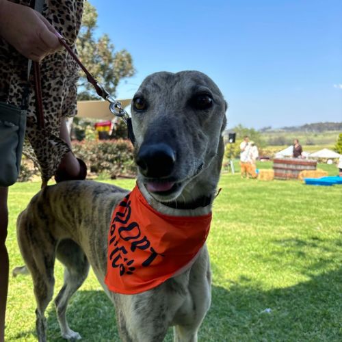 Bella - 5 Year Old Greyhound
