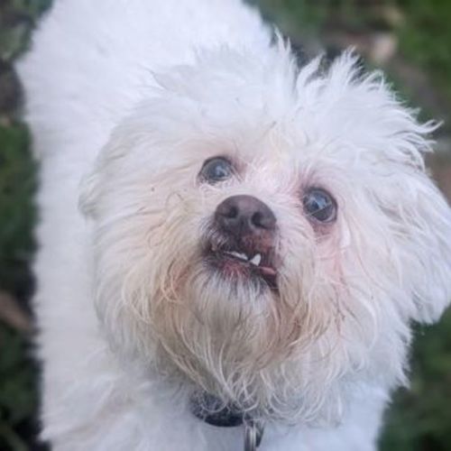 No photo for Gizmo