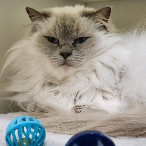 🐱 Nahla 6461 🐱