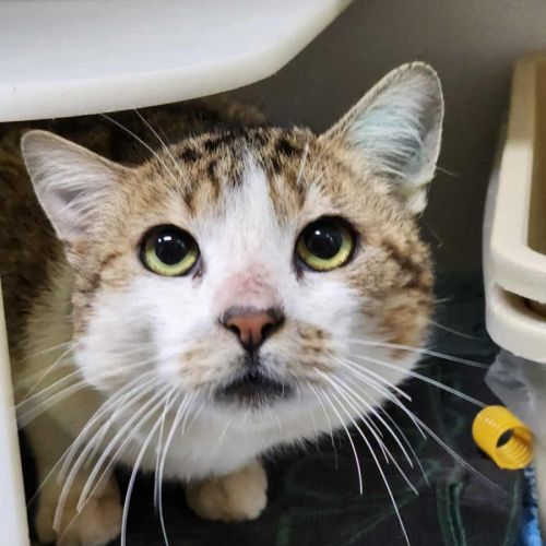 🍏 Boomer 6440 🍏