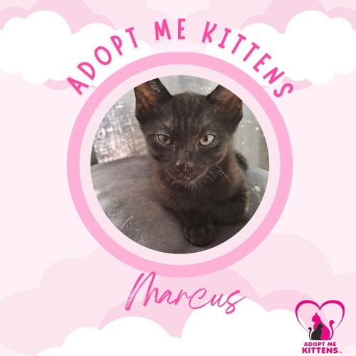 Marcus