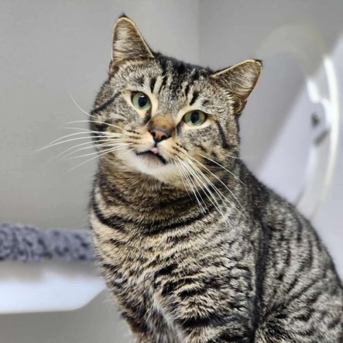 🌊 Ripley 6439 🌊