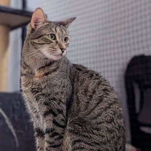 No photo for Mittens