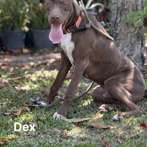 Dex