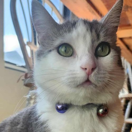 Penelope