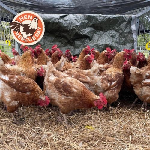 Rescue Hens - Multiple Locations - QLD