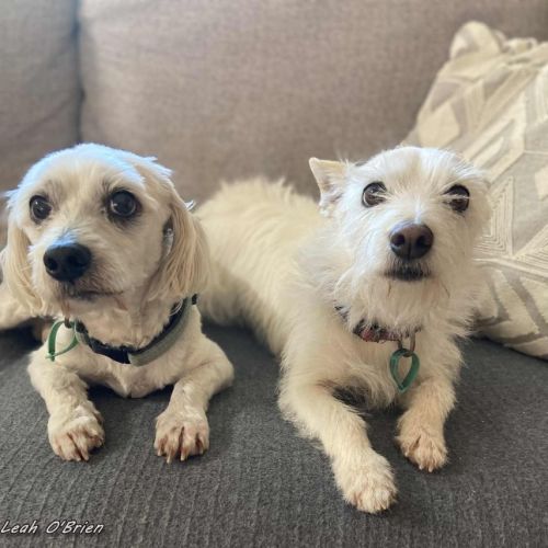 No photo for Ziggy And Bailie