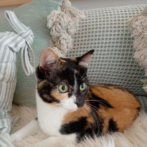 Tilly now at PET Quarters Glendale