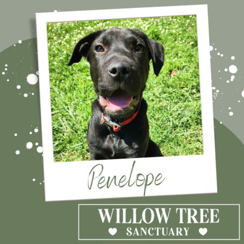 Penelope