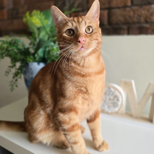 Amity (Located in Wantirna South)