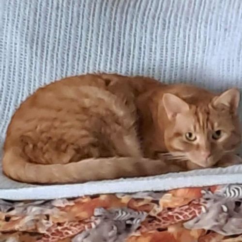 Ginger (Mum (HP)) ** 2nd Chance Rescue**