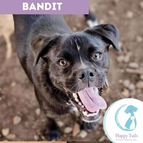 Bandit