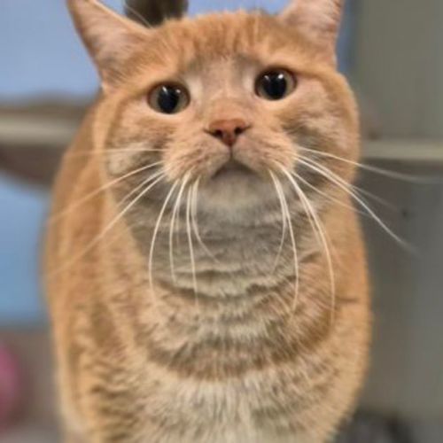 Pêche