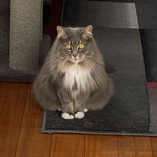 Bonita - In foster care in Brunswick