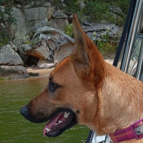 Nala