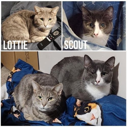 11182 & 6458 - Lottie & Scout 