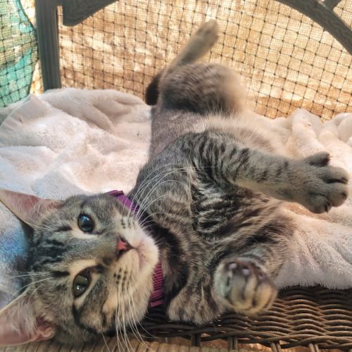 No photo for Basil 🌿