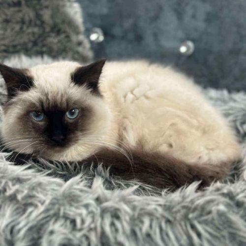 Zed * 9 Lives Project Rescue*