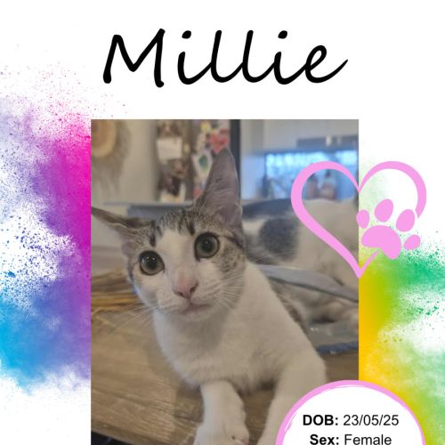 No photo for Millie