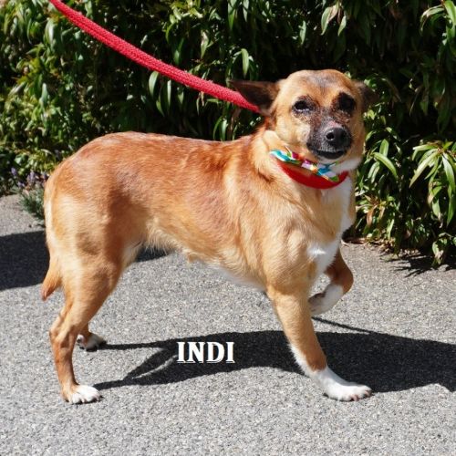 Indi