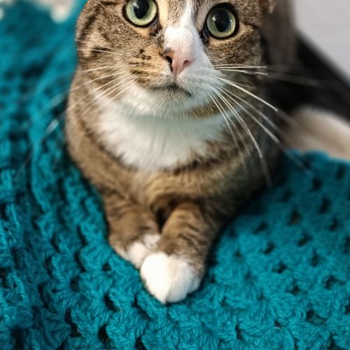 No photo for Bramble