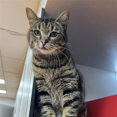 No photo for Zelda