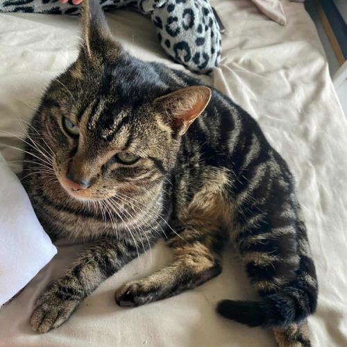 Sir Walter* 9 Lives Project Rescue*