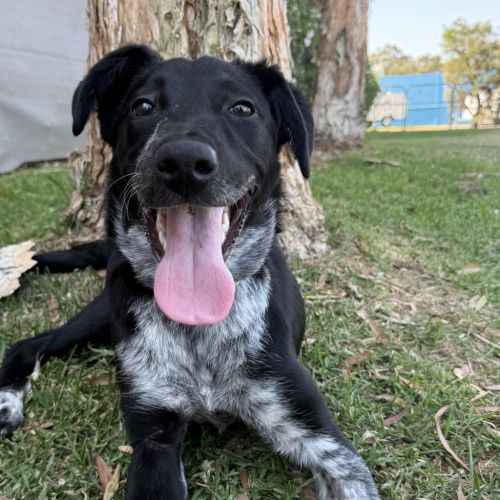 No photo for Chucky
