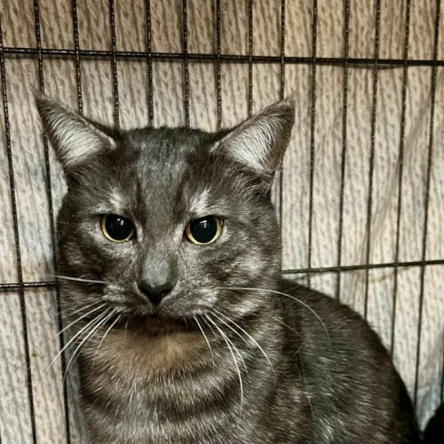 No photo for Prince* 9 Lives Project Rescue*