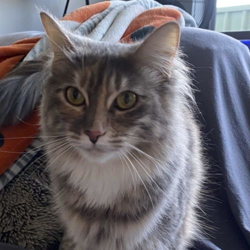 Fluffy - available at PET Quarters Broadmeadow