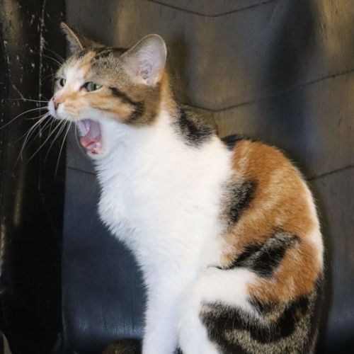 DeeDee available at PET Quarters Thornton