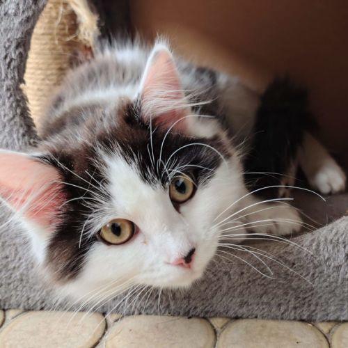 Skittles - available PET Quarters Belmont