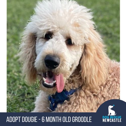 Dougie - 6 Month Old Groodle