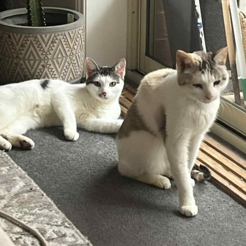 No photo for Possum & Spex 