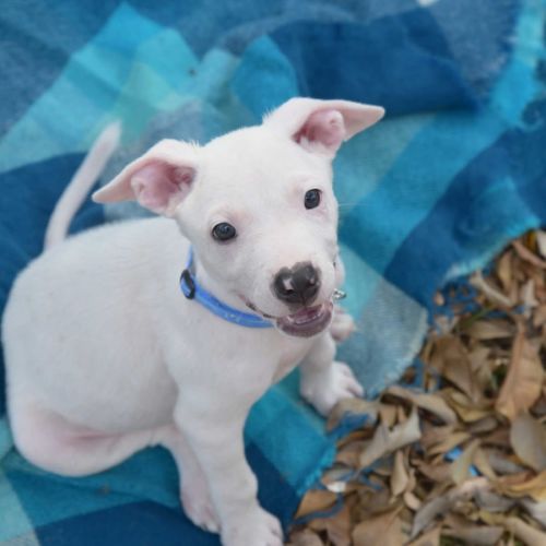 No photo for Puppies