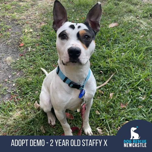 Demo - 2 Year Old Staffy X