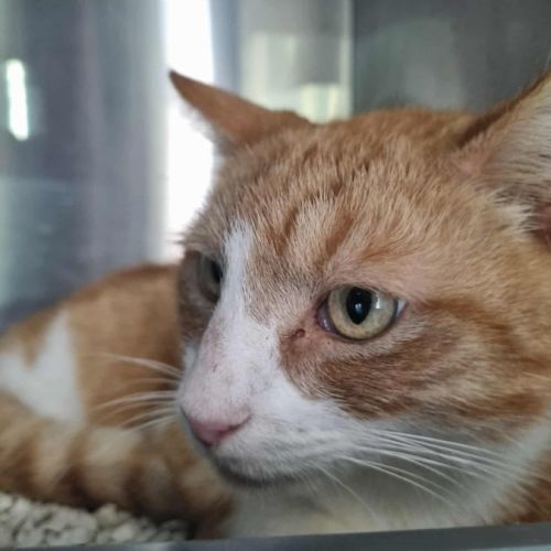 No photo for Hokey Pokey