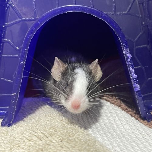 Cheddar