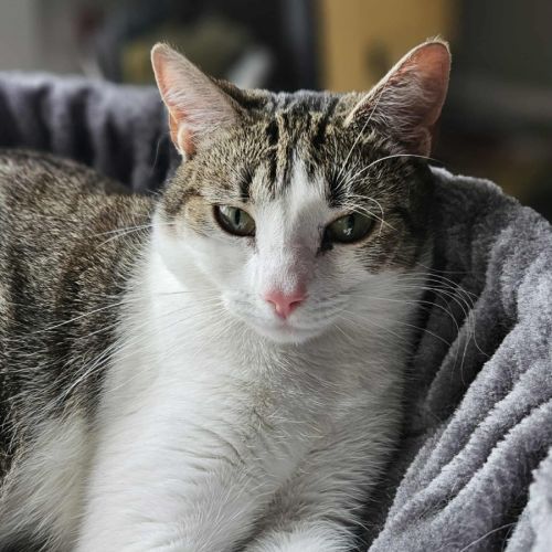 Dottie *9 Lives Project Rescue*