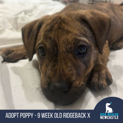 Poppy - 9 Week Old Ridgeback X