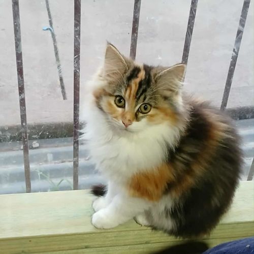 Queen Cattitude * 9 Lives Project Rescue*