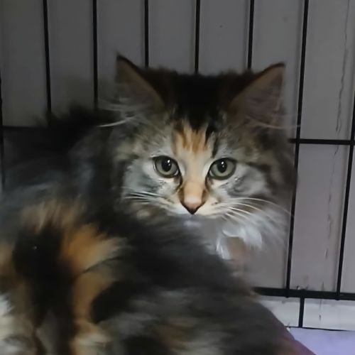 Lady Fluffington* 9 Lives Project Rescue*