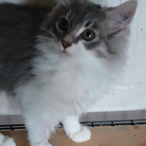 Sterling * 9 Lives Project Rescue*