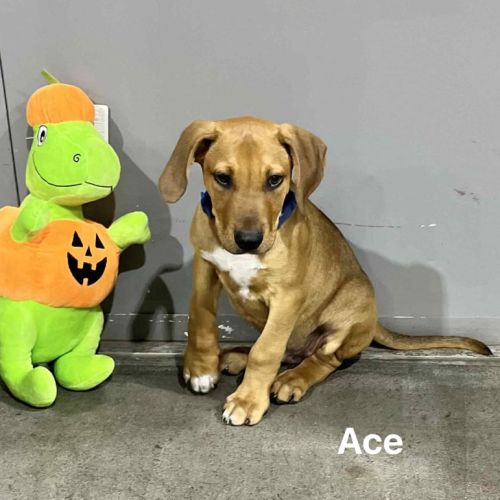 Ace