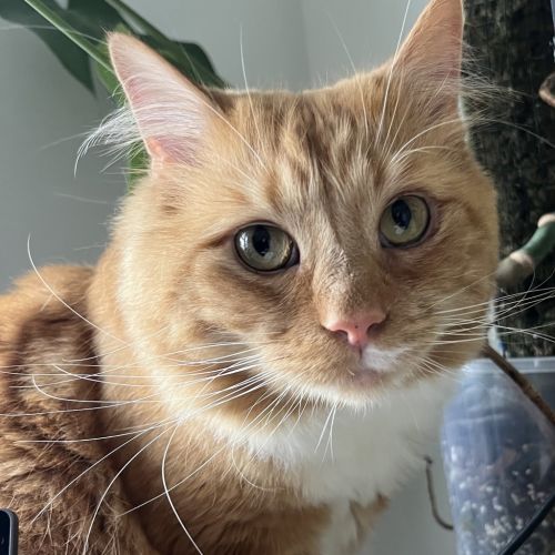 No photo for Gingernut
