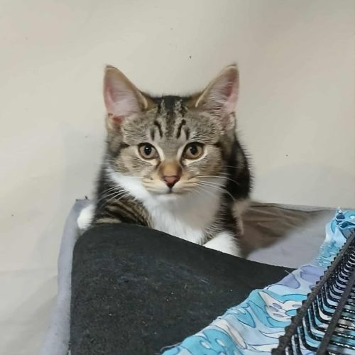 Zephyr * 9 Lives Project Rescue*