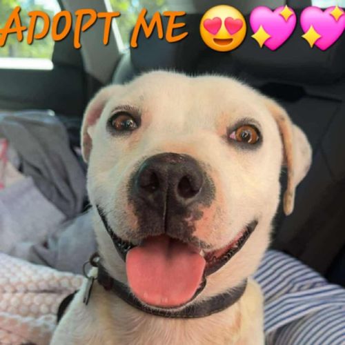 No photo for Cupcake